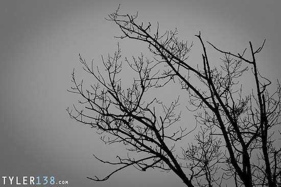 Branches