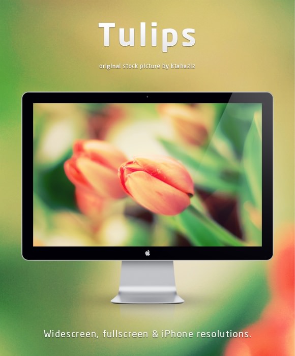 Tulips