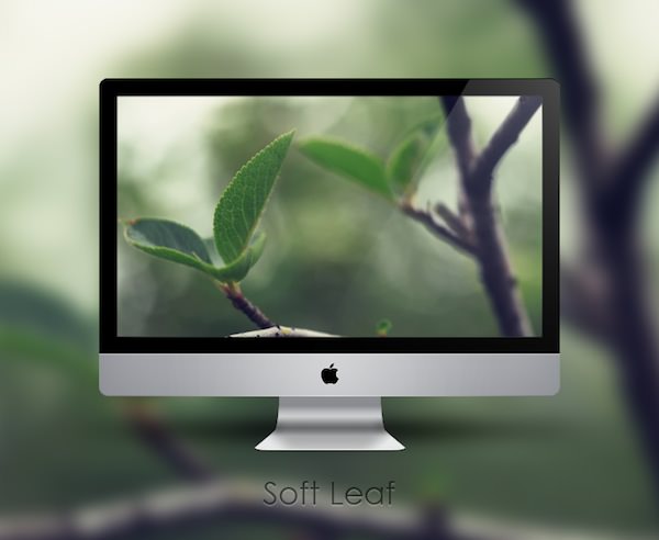 Soft Leaf