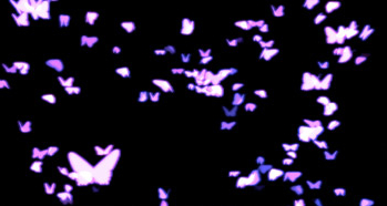 phantom-butterflies phantom-butterflies