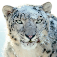snow-leopard-wps